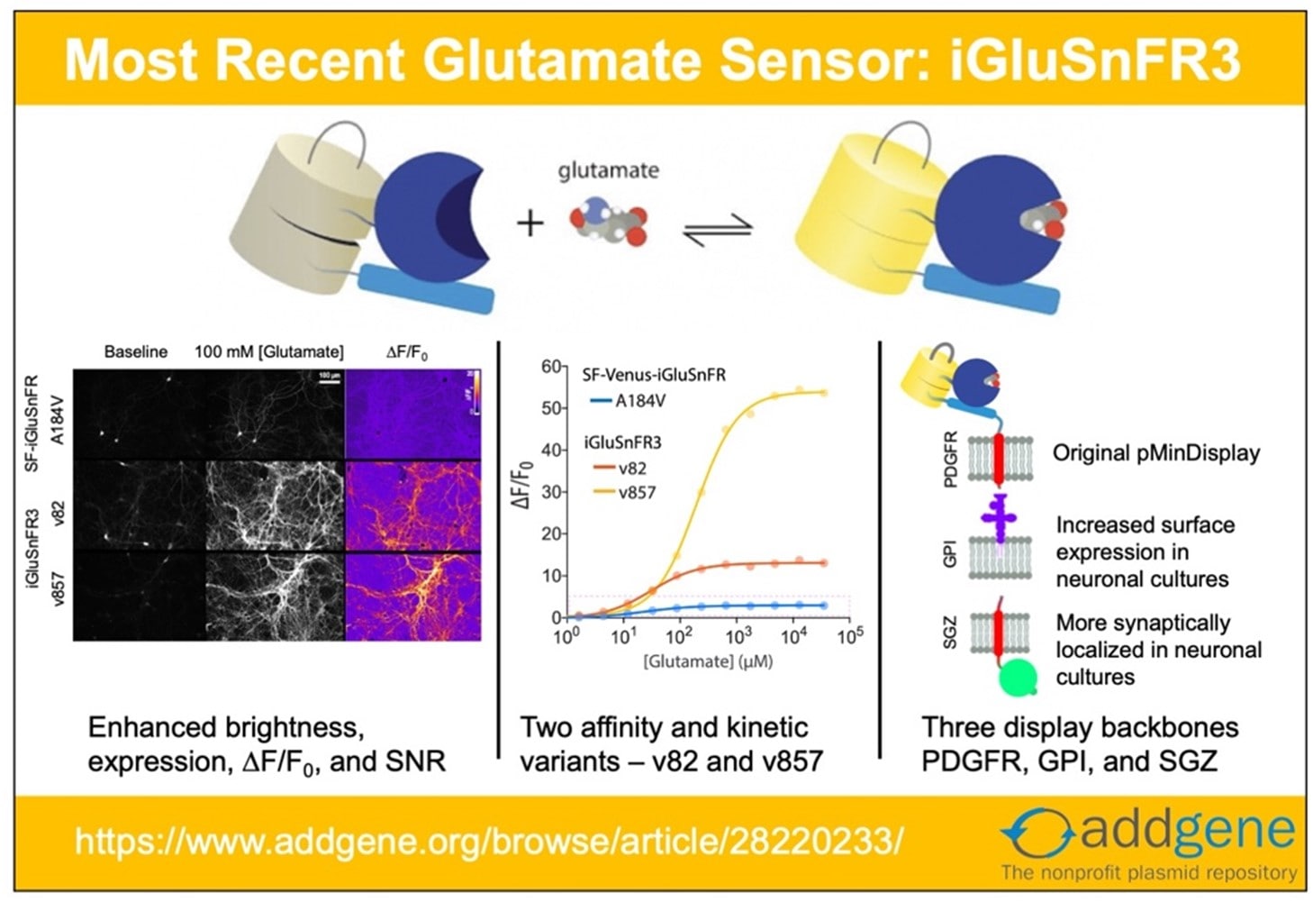 New Neuroscience Tool: The IGluSnFR3 Glutamate Sensor